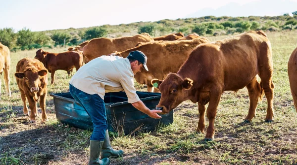 Landwirt füttert Rinder auf der Weide – steht sinnbildlich für verantwortungsvolle Tierhaltung und Absicherung durch Ertragsschadenversicherung.