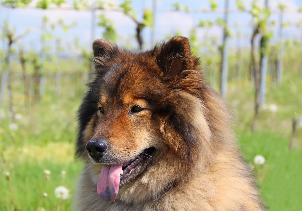 Eurasier mit dichter Mähne sitzt auf einer Sommerwiese, Zunge hängt locker heraus, Bäume im Hintergrund