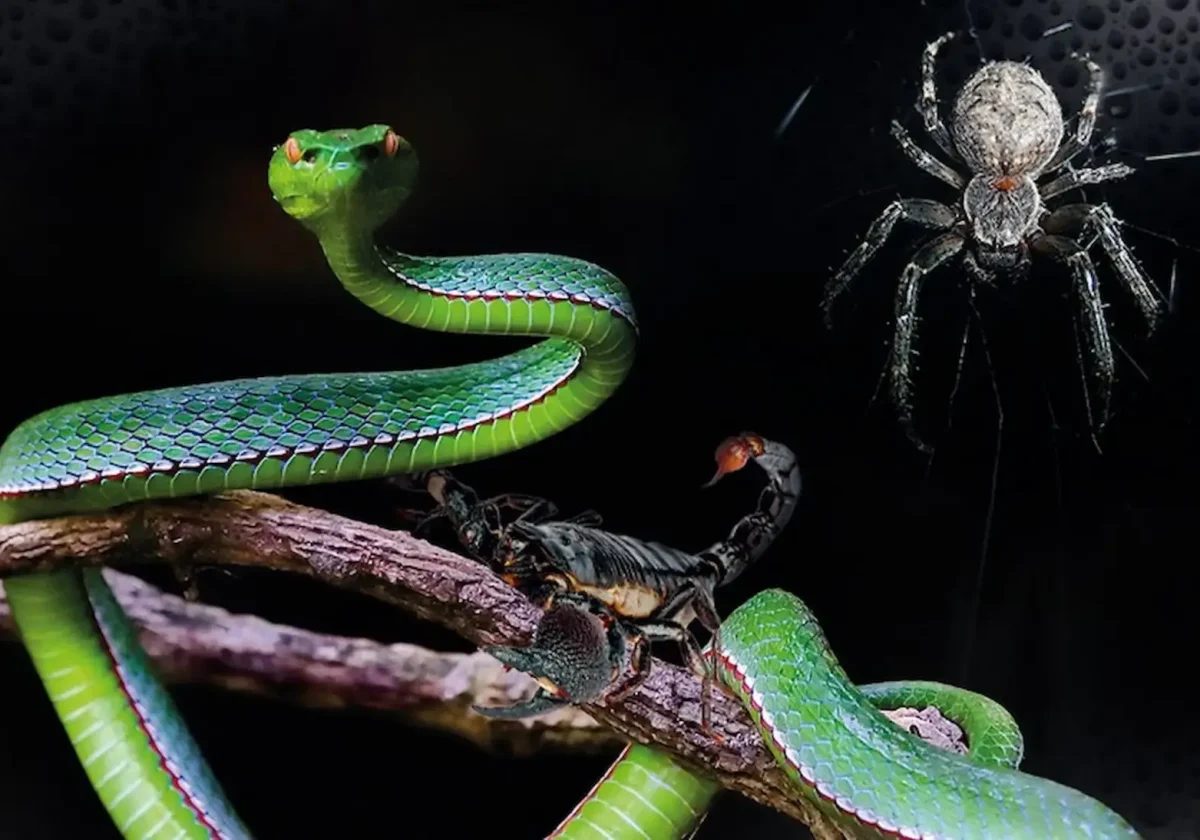 Grüne Schlange, Skorpion und Spinne auf einem Ast im Terrarium – Symbolbild für exotische Tiere und Tierhalterhaftpflicht