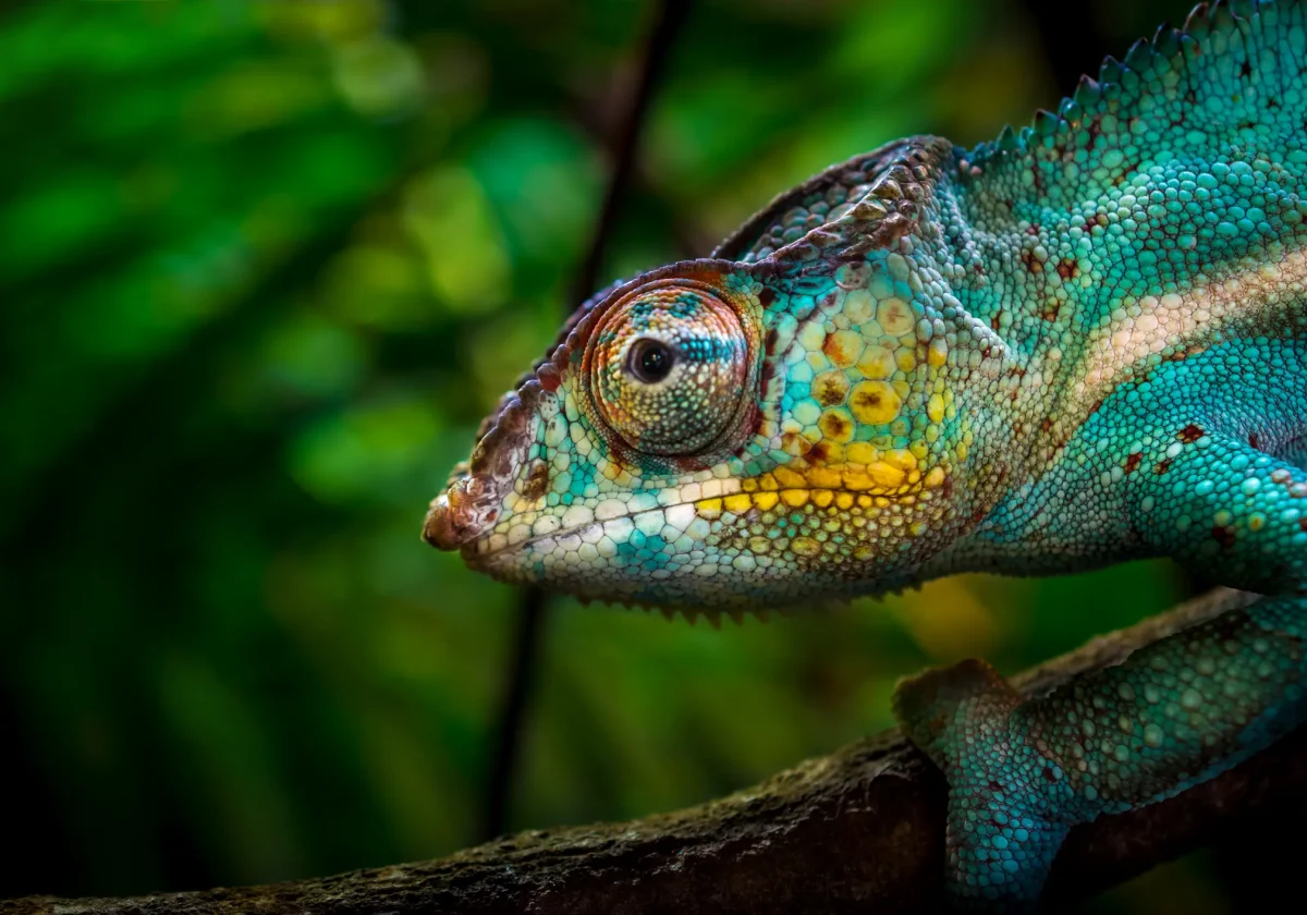 Nahaufnahme eines farbenprächtigen Chamäleons auf einem Ast – exotisches Haustier, das besonderen Schutz und tierärztliche Versorgung benötigt.