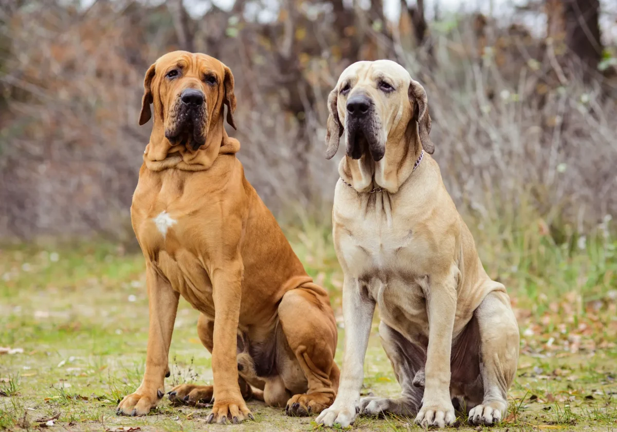 Zwei Fila Brasileiro sitzen nebeneinander auf einer Wiese, kräftig gebaut und mit typischen Hautfalten im Gesicht