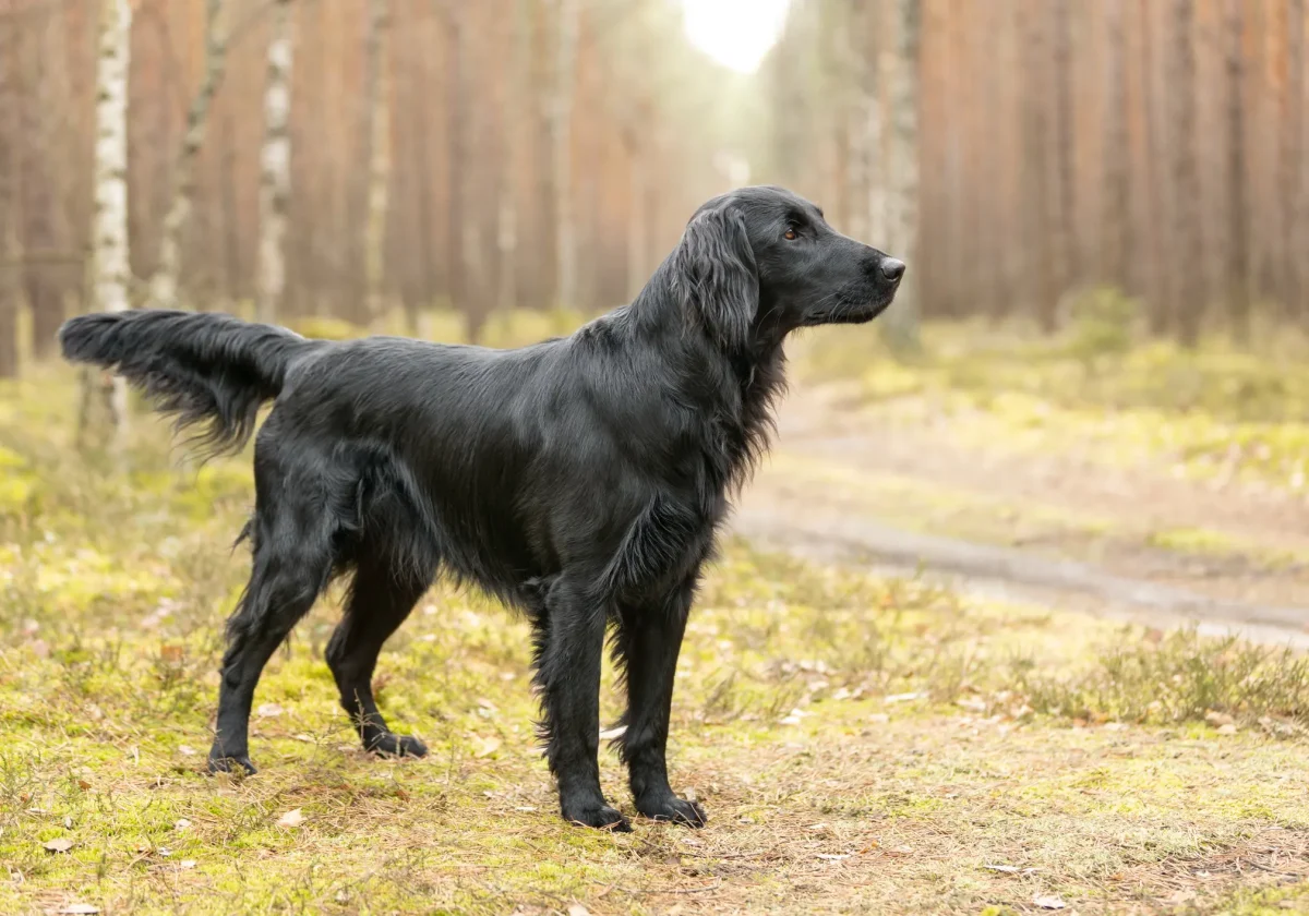 Flat Coated Retriever mit glänzendem schwarzem Fell steht aufmerksam auf einem herbstlichen Waldweg