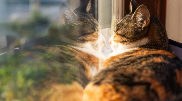 Dreifarbige Katze liegt am Fenster und blickt nach draußen – Symbol für die Entscheidung zwischen Freigang und Wohnungshaltung.