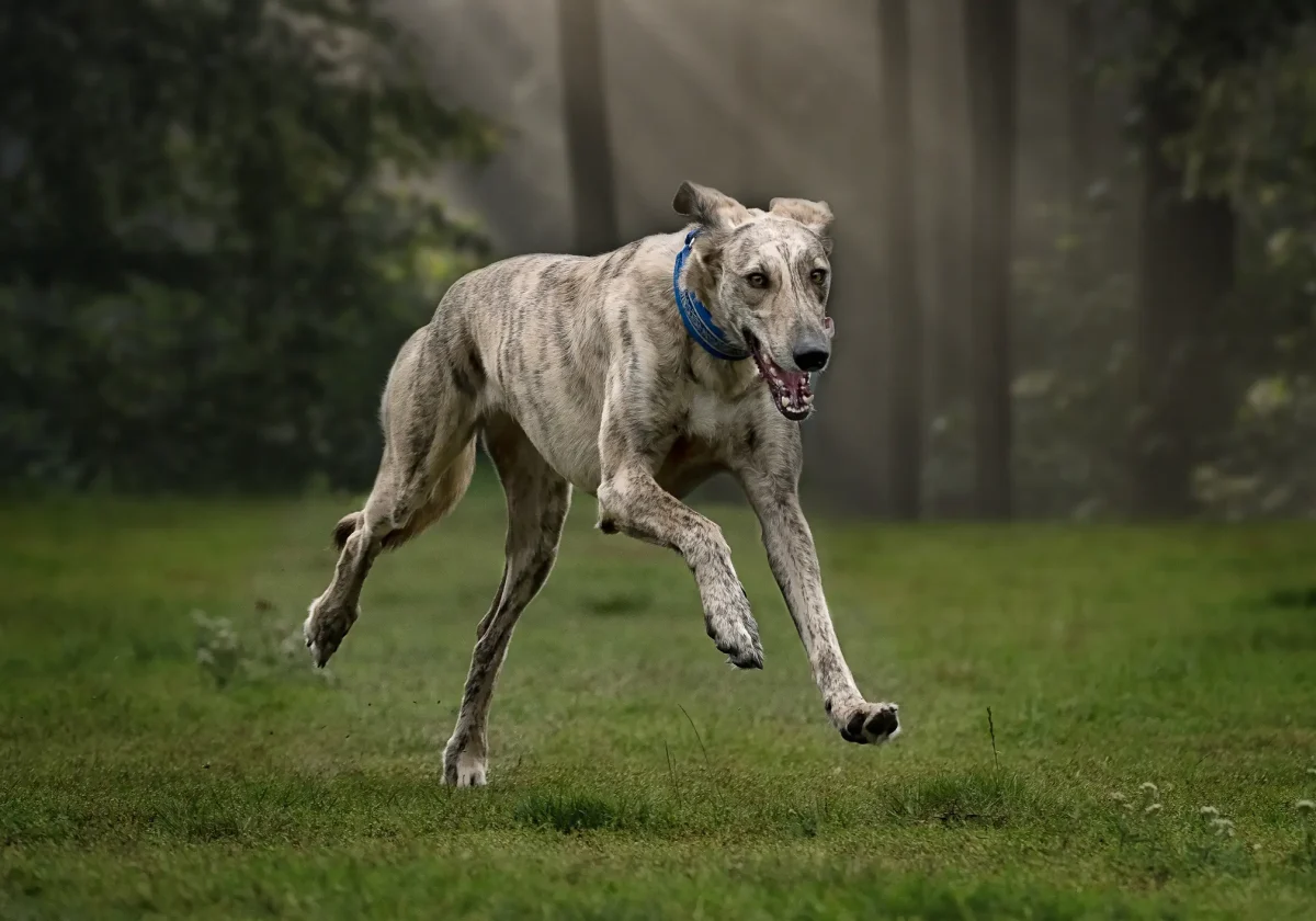 Galgo Español mit blauem Halsband läuft im Sprung über eine Wiese in einem lichtdurchfluteten Waldstück