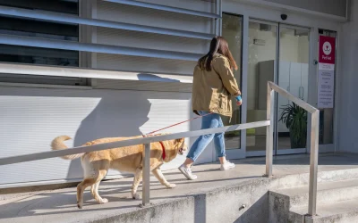 Frau geht mit ihrem Hund an der Leine in eine Tierarztpraxis – Symbolbild für Tierarztbesuche und die Gebührenordnung für Tierärzte (GOT).