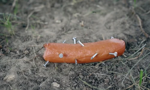 Giftkoeder-scharfer-Gegenstand Eine Wurst mit Nägeln liegt auf dem Boden – typisches Beispiel für einen gefährlichen Giftköder, der Hunden schwere Verletzungen zufügen kann.