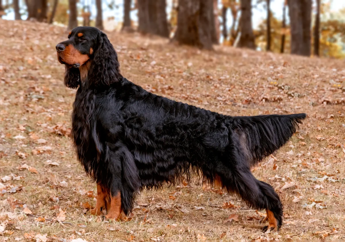 Gordon Setter mit glänzendem, langem Fell steht aufmerksam im herbstlichen Wald auf einer mit Laub bedeckten Lichtung