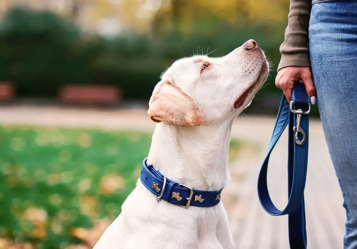 Ein Labrador blickt aufmerksam zu seinem Halter, der eine blaue Hundeleine in der Hand hält