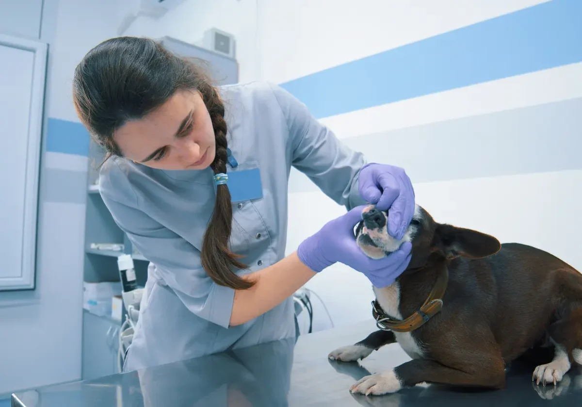 Tierärztin untersucht vorsichtig das Gebiss eines kleinen Hundes auf einem Behandlungstisch in moderner Praxis