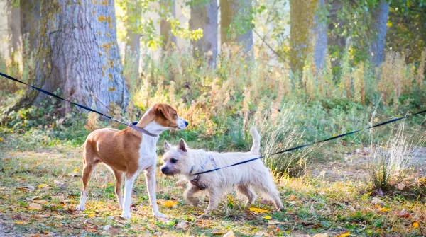 Zwei angeleinte Hunde laufen nebeneinander durch einen herbstlichen Wald mit buntem Laub am Boden