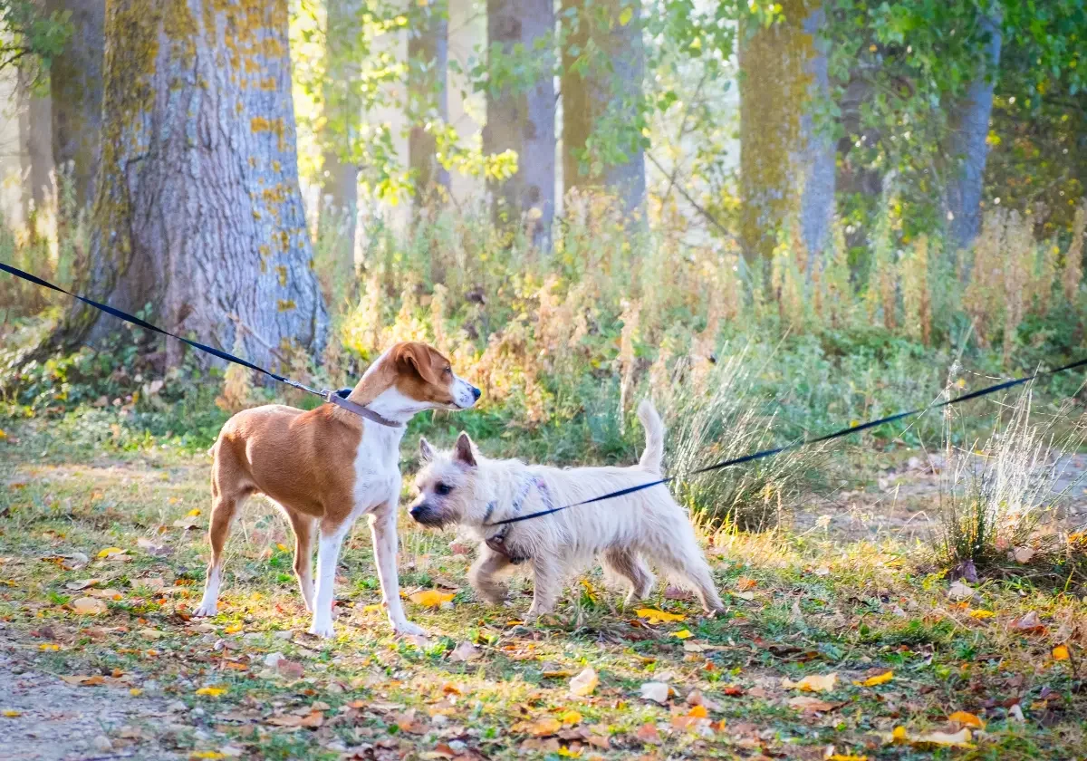 Zwei angeleinte Hunde laufen nebeneinander durch einen herbstlichen Wald mit buntem Laub am Boden