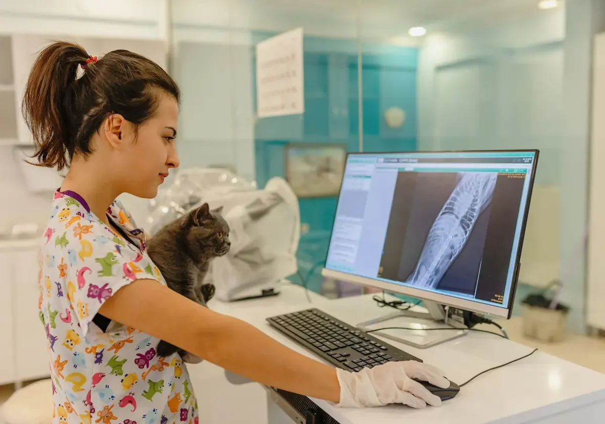 Tierarzthelferin betrachtet Röntgenbild am Monitor, während eine graue Katze auf ihrem Arm sitzt