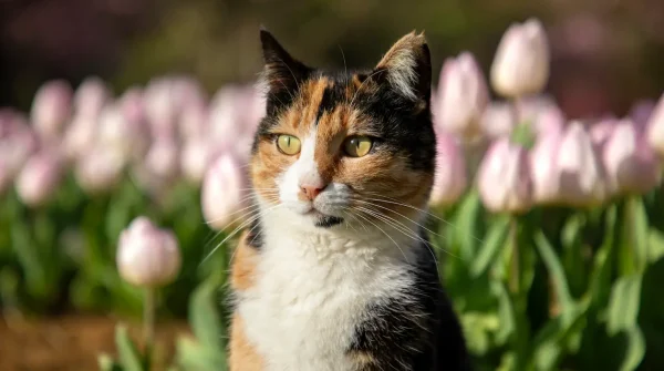 Dreifarbige Katze sitzt im Garten vor einem Beet mit rosafarbenen Tulpen und blickt aufmerksam zur Seite