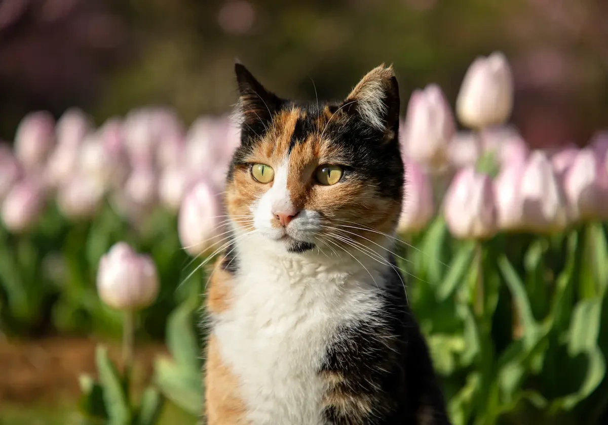Dreifarbige Katze sitzt im Garten vor einem Beet mit rosafarbenen Tulpen und blickt aufmerksam zur Seite