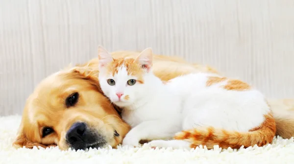 Weiße Katze mit orangefarbenen Flecken liegt eng an einen ruhenden Golden Retriever auf einem weichen Teppich