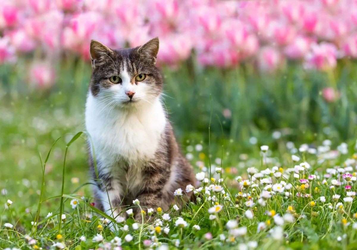 Hauskatze mit weiß-grauem Fell sitzt aufmerksam in einer Blumenwiese mit Gänseblümchen und rosa Blüten im Hintergrund.