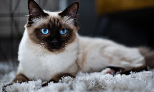 Eine Heilige Birma liegt auf einem Teppich, ihr cremefarbenes Fell und die strahlend blauen Augen stehen im starken Kontrast zueinander.