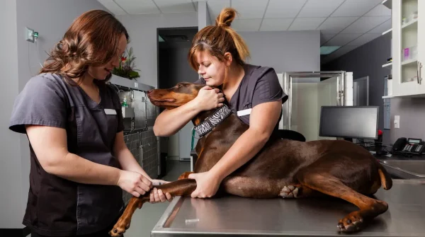 Helvetia-Hunde-OP-Versicherung Dobermann liegt auf einem Behandlungstisch und wird von zwei Tierarzthelferinnen beruhigt und für einen Eingriff vorbereitet
