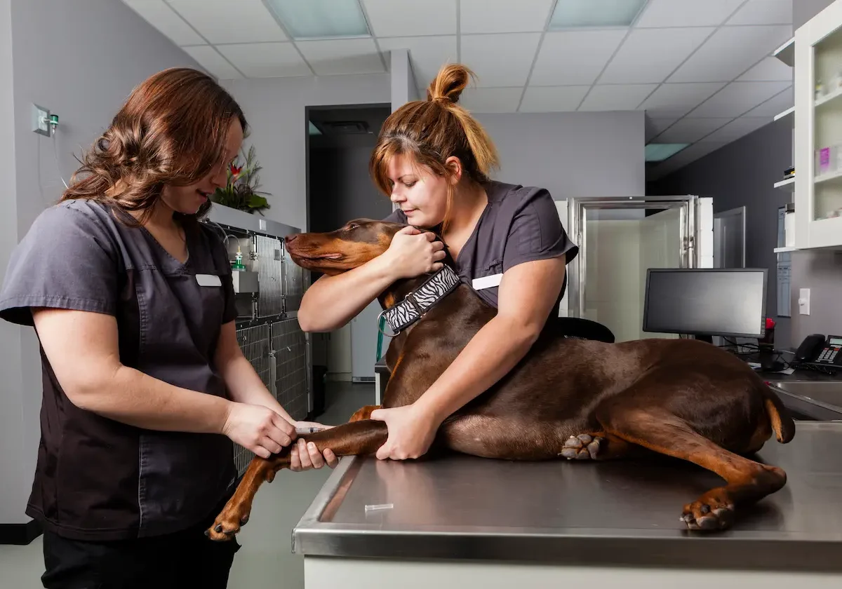 Helvetia-Hunde-OP-Versicherung Dobermann liegt auf einem Behandlungstisch und wird von zwei Tierarzthelferinnen beruhigt und für einen Eingriff vorbereitet