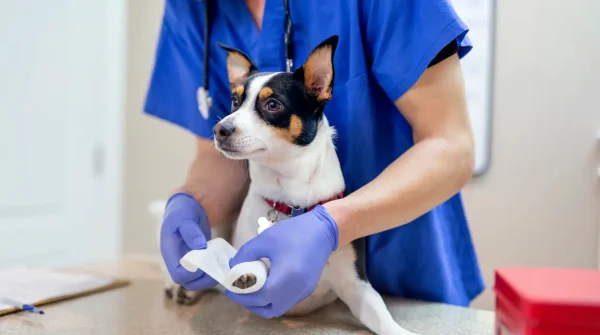 Helvetia-Hundekrankenversicherung Tierarzt legt einem kleinen Hund in der Praxis einen Verband an das Vorderbein, Hund bleibt ruhig sitzen