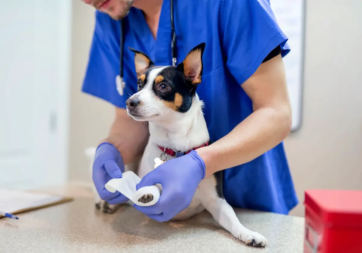 Helvetia-Hundekrankenversicherung Tierarzt legt einem kleinen Hund in der Praxis einen Verband an das Vorderbein, Hund bleibt ruhig sitzen