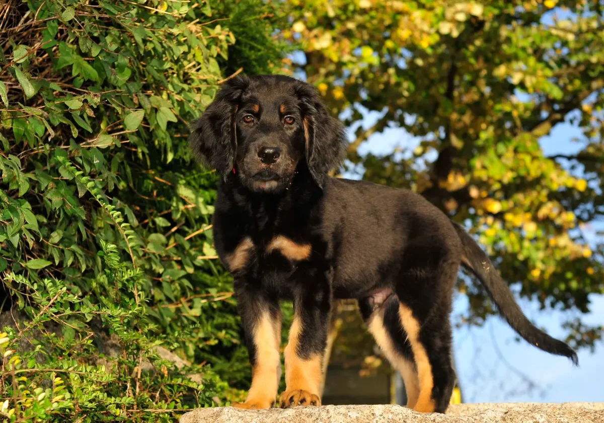 Hovawart Welpe mit schwarzem Fell und braunen Abzeichen steht aufmerksam im Garten