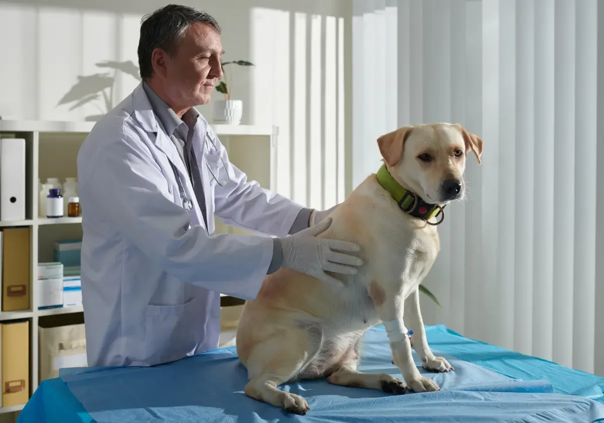 Tierarzt untersucht hellen Hund auf Behandlungstisch in der Praxis