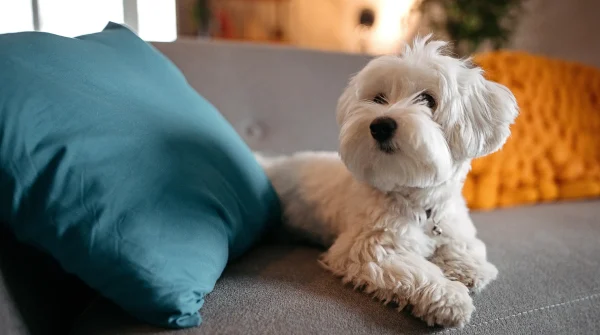 Hund-in-Wohnung