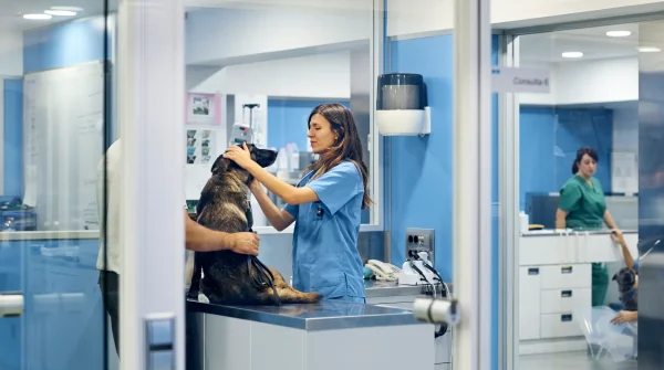 Hunde-OP-Versicherung