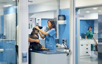 Tierärztin untersucht einen Schäferhund auf dem Behandlungstisch, eine Person hält das Tier, moderne Tierklinik im Hintergrund
