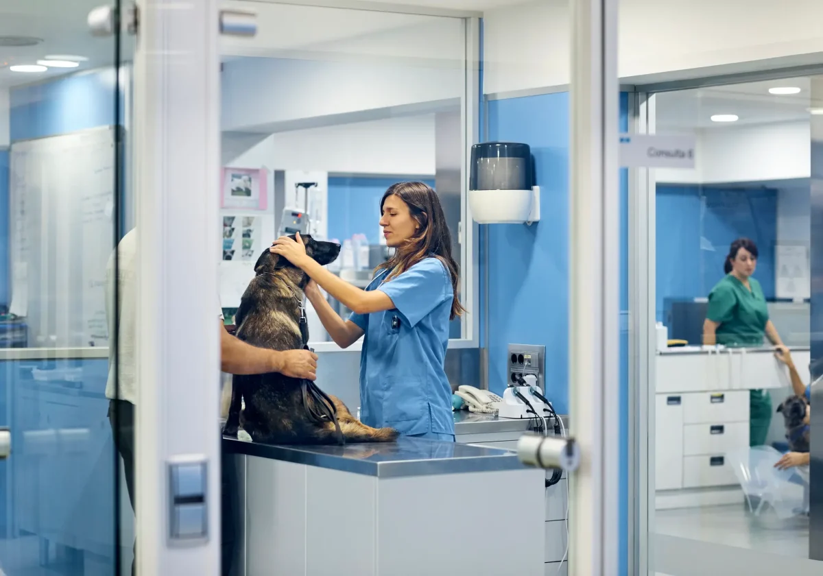 Tierärztin untersucht einen Schäferhund auf dem Behandlungstisch, eine Person hält das Tier, moderne Tierklinik im Hintergrund