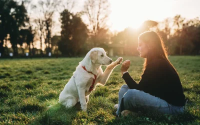 Frau trainiert mit Hund auf einer Wiese beim Sonnenuntergang – Symbolbild für verantwortungsvolle Hundehalter und Haftpflichtschutz