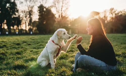 Frau trainiert mit Hund auf einer Wiese beim Sonnenuntergang – Symbolbild für verantwortungsvolle Hundehalter und Haftpflichtschutz
