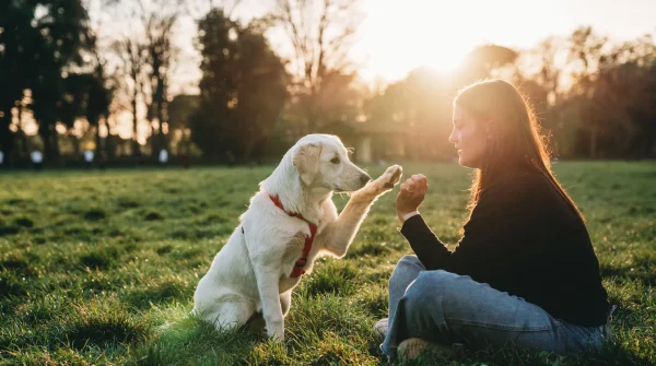 Frau trainiert mit Hund auf einer Wiese beim Sonnenuntergang – Symbolbild für verantwortungsvolle Hundehalter und Haftpflichtschutz