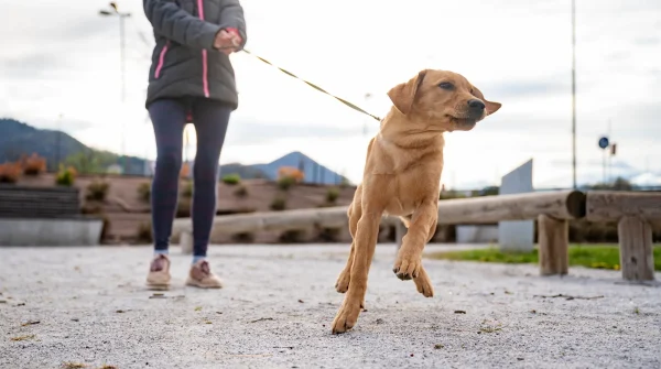 Hundehalterhaftpflichtversicherung
