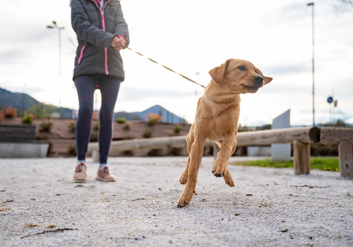Hundehalterhaftpflichtversicherung Junge Frau geht mit einem aktiven Hund an der Leine spazieren – Symbolbild für die Notwendigkeit einer Hundehalterhaftpflichtversicherung.