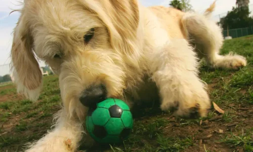 Hund spielt auf einer Wiese mit einem kleinen, grünen Fußball und zeigt typisches Sozial- und Spielverhalten