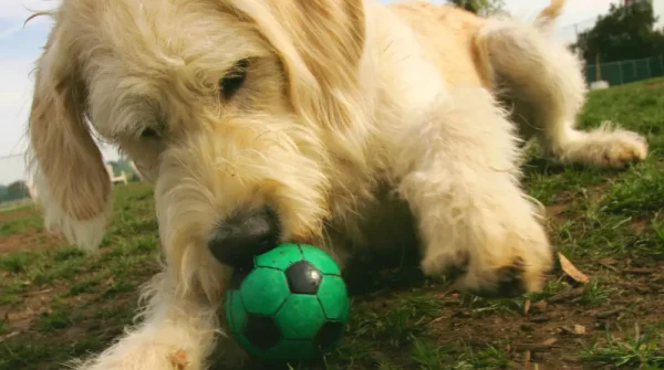 Hund spielt auf einer Wiese mit einem kleinen, grünen Fußball und zeigt typisches Sozial- und Spielverhalten