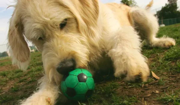Hund spielt auf einer Wiese mit einem kleinen, grünen Fußball und zeigt typisches Sozial- und Spielverhalten