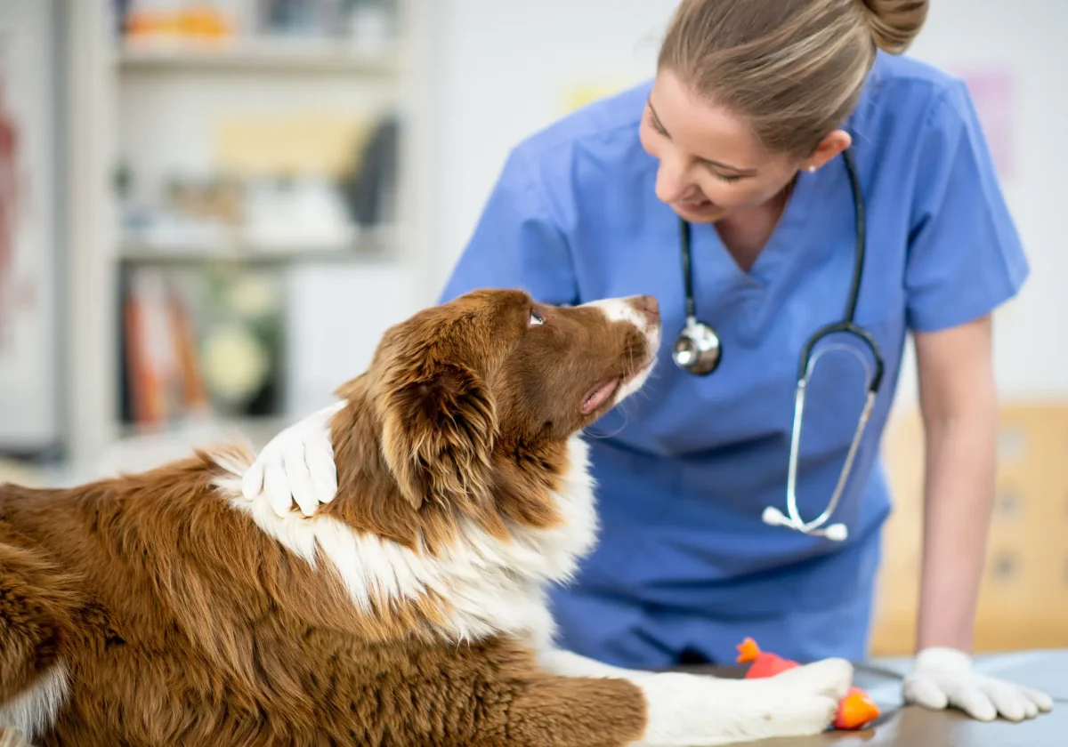 Tierärztin untersucht einen Hund auf dem Behandlungstisch – Symbolbild für Vorsorge und Nutzen einer Hundekrankenversicherung.