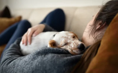 Ein kleiner kranker Hund schläft erschöpft auf dem Schoß einer Frau, die ihn liebevoll auf dem Sofa hält