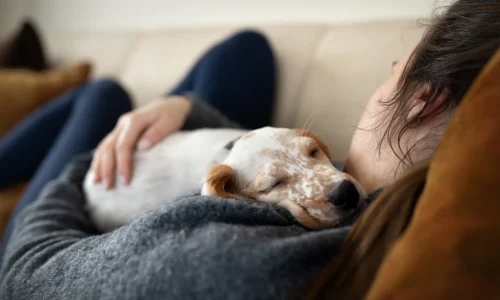 Ein kleiner kranker Hund schläft erschöpft auf dem Schoß einer Frau, die ihn liebevoll auf dem Sofa hält