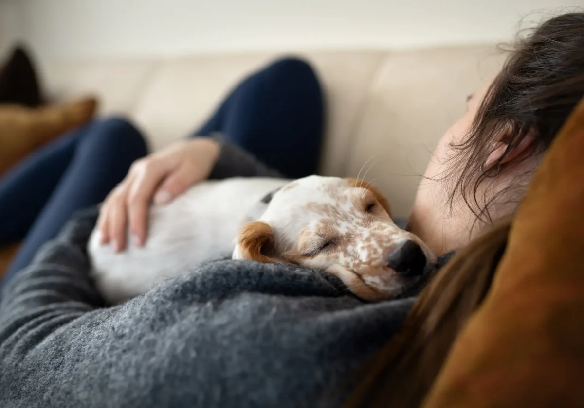 Hundekrankheit Ein kleiner kranker Hund schläft erschöpft auf dem Schoß einer Frau, die ihn liebevoll auf dem Sofa hält