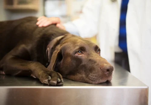 Hundekrankheiten Brauner Hund liegt schlapp auf dem Untersuchungstisch in einer Tierarztpraxis, ein Arzt legt beruhigend die Hand auf ihn