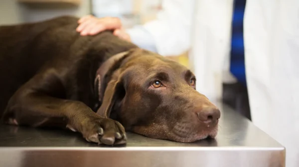 Brauner Hund liegt schlapp auf dem Untersuchungstisch in einer Tierarztpraxis, ein Arzt legt beruhigend die Hand auf ihn