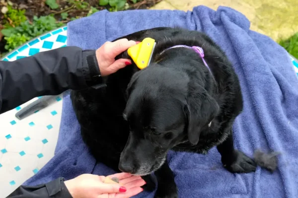 Schwarzer Hund wird im Garten mit einer Bürste gepflegt und erhält dabei zur Beruhigung ein Leckerli