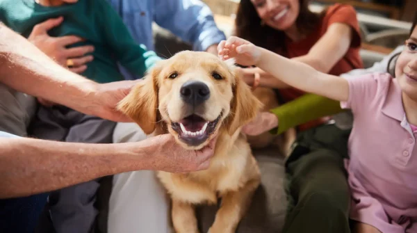 Lächelnder Golden Retriever wird von einer Familie liebevoll gestreichelt und sitzt zufrieden auf dem Wohnzimmerboden
