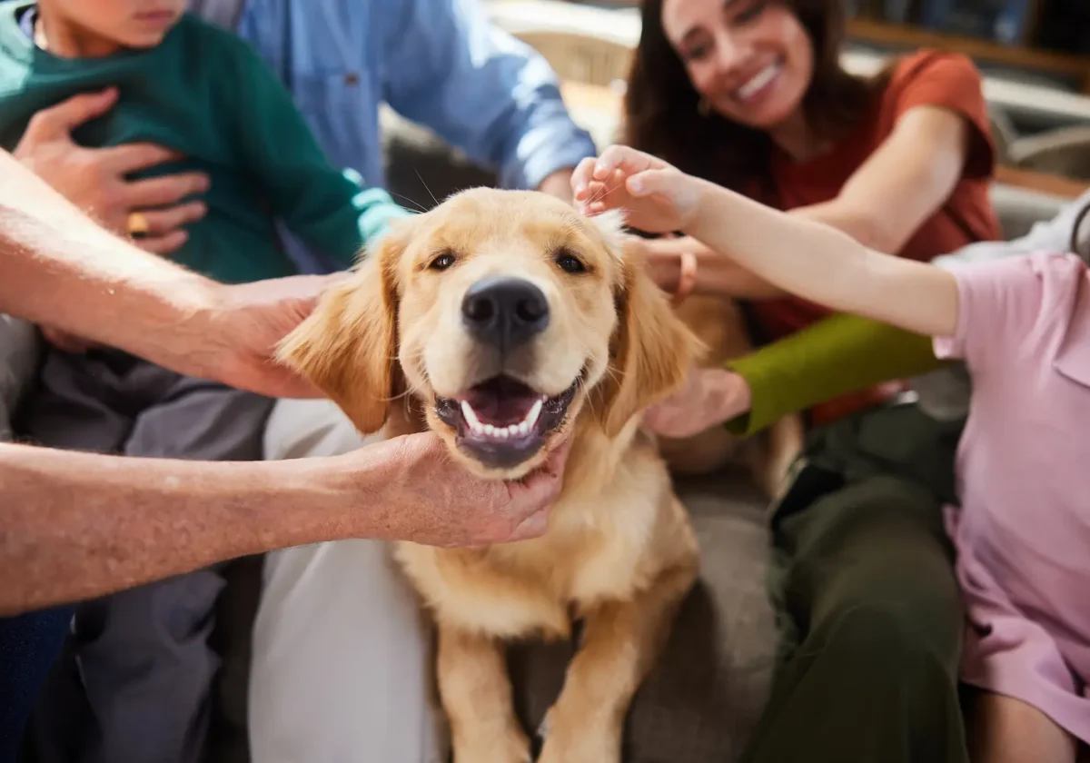 Hunderatgeber Lächelnder Golden Retriever wird von einer Familie liebevoll gestreichelt und sitzt zufrieden auf dem Wohnzimmerboden