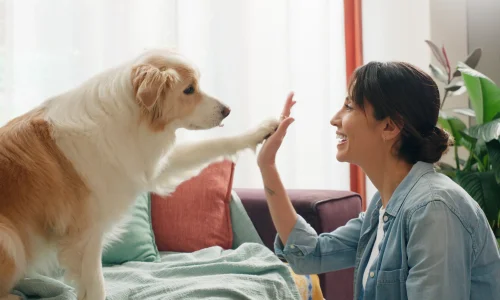 Frau gibt ihrem Hund im Wohnzimmer ein High-Five – Symbolbild für Vertrauen und Schutz durch eine Hundunfallversicherung.