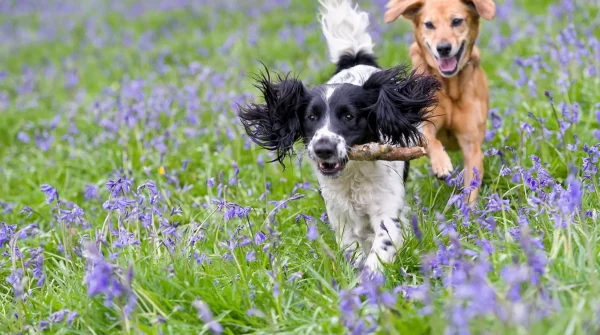 Hundeversicherung